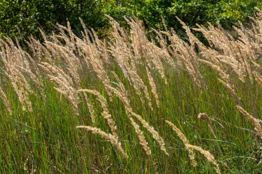 Çayırdaki küçük kamışlı Calamagrostis epigejos 'un enfeksiyonu..