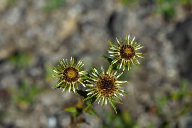 Carlina Biebersteinii doğada bitki yetiştiriyor. Carlina vulgaris ya da Carline devedikeni, Asteraceae Compositae ailesinden. Carlina corymbosa.