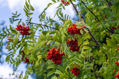 Ağaçta bir demet kırmızı kızılcık çileği.