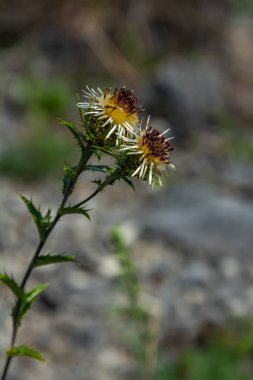Carlina Biebersteinii doğada bitki yetiştiriyor. Carlina vulgaris ya da Carline devedikeni, Asteraceae Compositae ailesinden. Carlina corymbosa.