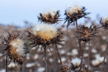Süt devedikeni başı - Latince adı - Silybum marianum.