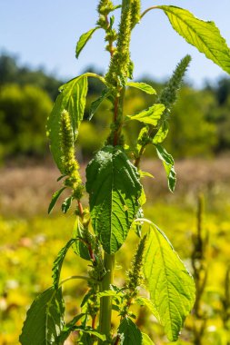 Amaranthus retroflexus, yaygın isimlerinden birine uygun olarak, bir çalı ağacı oluşturur. Neotropik veya Orta ve Doğu Kuzey Amerika 'ya özgü olabilir. Bu bitki farklı bir sebze olarak yenir..