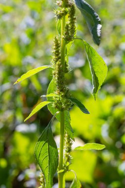 Amaranthus retroflexus, yaygın isimlerinden birine uygun olarak, bir çalı ağacı oluşturur. Neotropik veya Orta ve Doğu Kuzey Amerika 'ya özgü olabilir. Bu bitki farklı bir sebze olarak yenir..