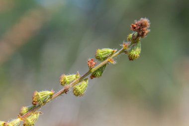 Yaygın tarım tohumları, Latince adı Agrimonia Eupatoria.