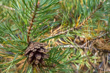 Doğal ortamda kozalaklı Pinus Sylvestris dalı.