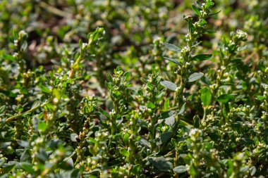 Bitkilerden oluşan kalın halı Polygonum aviculare aksi takdirde Kuş Highlander, düğüm otu, çim-karınca, kaz çimi, tomurcuklu kuş karabuğday. Seçici odaklanma, makro.
