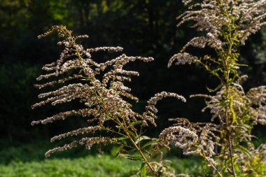 Kanada altın çubuğu, küçük sarı çiçek başları kümesi, yaklaşın. Solidago canadensis ya da brendiae, Asteraceae familyasından uzun ömürlü bir bitki türü..