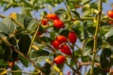 Kırmızı köpek güz mevsiminde böğürtlen verir. Güneşli bir günde birçok kırmızı gül ağacı meyvesi ve yeşil yapraklar.