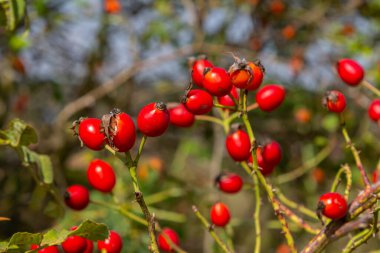 Kırmızı köpek güz mevsiminde böğürtlen verir. Güneşli bir günde birçok kırmızı gül ağacı meyvesi ve yeşil yapraklar.