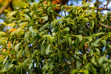 Beyaz ökse otunun yeşil dalları, Viscum albümü, Santalaceae, sembol romantizmi, doğurganlık ve canlılık, hemiparöz bitki, ağaç katili, ağaç budama, ağaç dallarındaki beyaz ökseotu..