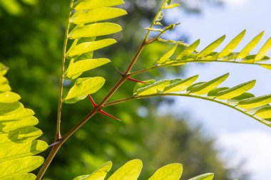 Kahverengi Robinia Pseudoacia şubelerini parlak bir doğaya karşı kapatın..