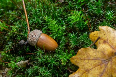 Sonbahar arka planında düşen meşe yaprakları ve olgun meşe palamutları orman zemininde yatar. Quercus robur, yaygın olarak petiolate meşe, Avrupa meşesi olarak bilinir..