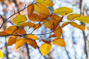 Güz renkli kayın yaprakları bir ormanda gri bir arka planda. Sonbahar doğası.