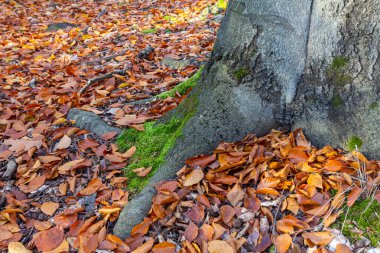 Sonbahar yapraklarıyla kaplı, batan güneşin altın ışığıyla yıkanmış bir orman zemininin yakın çekimi. Büyük ağaç kökleri, yosunla kaplı, yere yayılmış, mistik, büyüleyici.