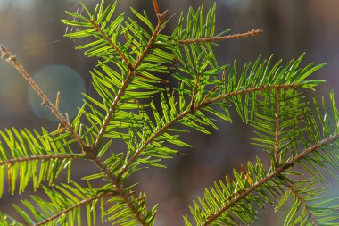 Islak ladin dalıyla su damlaları parlıyor. Yağmurdan sonra su damlacıklı ladin dalı. Seçici odak.