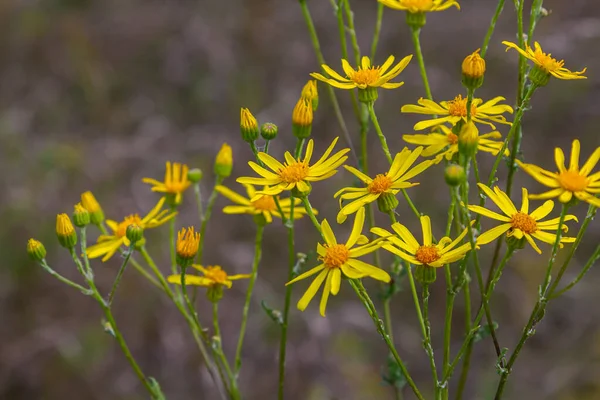 Orman çayırında yabani Jacobaea vulgaris bitkisi. Ragwort, kokuşmuş Willie ya da tansy ragwort olarak bilinir. Yeşil arka planda sarı narin çiçek.