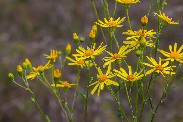 Wild plant Jacobaea vulgaris in the forest meadow. Known as ragwort, stinking Willie or tansy ragwort. Yellow delicate flower on a green background.