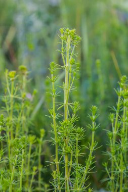 Haziranda güzel açan beyaz yatak örtüsü, Galyum albümü.