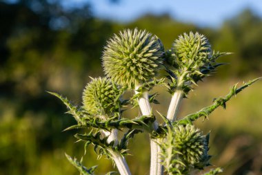 Vahşi doğada, bal bitkisi echinops sphaerocephalus çiçek açar..