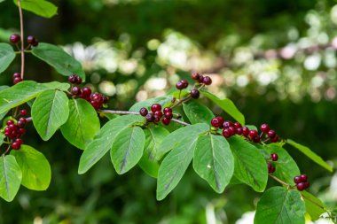Festive Holiday Honeysuckle Branch with Red Berries Lonicera xylosteum.