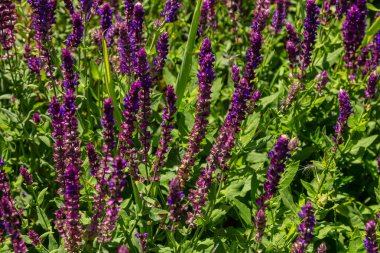 Salvia nemorosa, orman bilgesi, güzel parlak renk, çiçek açmış menekşe mavisi çiçekler, bahçedeki muscadine çiçekli süs bitkileri.