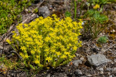 Müller tohumları orman yatağında. Sedum dönümü. Tarlada yetişen sarı çiçekler.