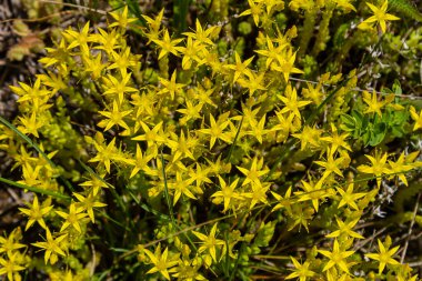 Müller tohumları orman yatağında. Sedum dönümü. Tarlada yetişen sarı çiçekler.