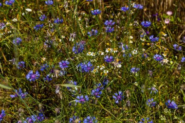 Centaurea siyanus tarlalarımızda yaygın bir çiçektir..