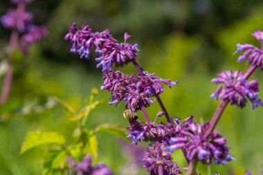 Mor leylak çayı. Kulübe bahçesinin doğal sınırında güzel bir süs bitkisi. Salvia verticillata Mor Yağmurweather condition.