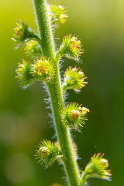 Yaygın tarım tohumları, Latince adı Agrimonia Eupatoria.