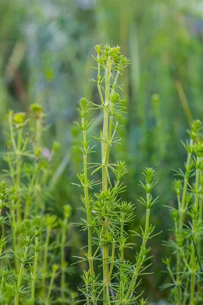 Haziranda güzel açan beyaz yatak örtüsü, Galyum albümü.