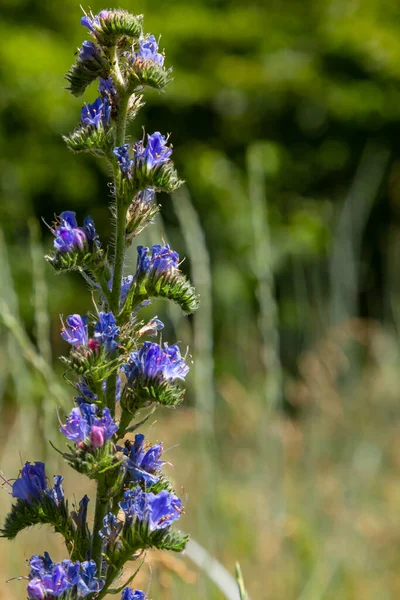 Echium vulgare, Boraginaceae familyasından bir bitki türü..