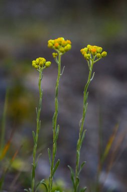 Çiçekli Helichrysum arenyumu, yakın plan, vignette ile. İlaç bitkileri.