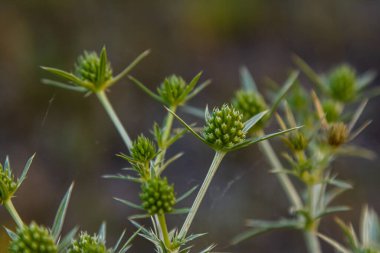 Vahşi doğada eryngo olarak bilinen devedikeni Eryngium kampı yetişir. Tıbbi olarak kullanılan bir Eryngium türüdür..