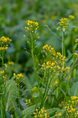 Su yabanturpu Rorippa vahşi doğada yetişir..
