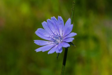 Vahşi doğada güzel hindiba çiçekleri yetişir. Yabani bitkilerin tarlası. Yeşil bulanık doğal arkaplan.