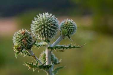 Vahşi doğada, bal bitkisi echinops sphaerocephalus çiçek açar..