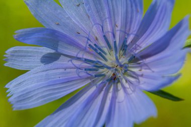 Vahşi doğada güzel hindiba çiçekleri yetişir. Yabani bitkilerin tarlası. Yeşil bulanık doğal arkaplan.