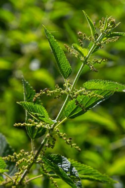 Urtica dioica ya da ısırgan otu, bahçede. Isırgan otu, kanama, idrar söktürücü, ateş düşürücü, yara iyileştirme, antiheumatik madde olarak kullanılan bir ilaç..