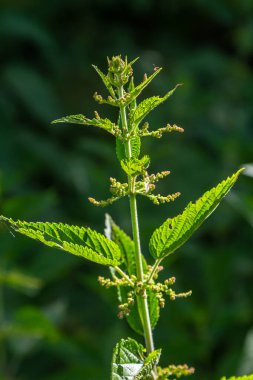 Urtica dioica ya da ısırgan otu, bahçede. Isırgan otu, kanama, idrar söktürücü, ateş düşürücü, yara iyileştirme, antiheumatik madde olarak kullanılan bir ilaç..