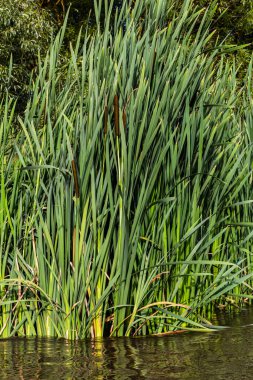 Geniş yapraklı yarasa Typha latifolia bataklık yaşam alanlarını tercih eder, sık sık gölet kıyısında yaşar..
