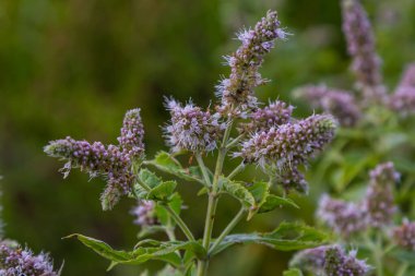Yazın, uzun zamandır bırakılan nane şekeri Mentha longifolia vahşi doğada yetişir..