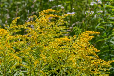 Kanada altın çubuğu, küçük sarı çiçek başları kümesi, yaklaşın. Solidago canadensis ya da brendiae, Asteraceae familyasından uzun ömürlü bir bitki türü..