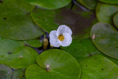 Hidrokaris morsus-ranae, Hidrocharitaceae familyasından bir bitki türü. Küçük bir nilüfer çiçeğine benzeyen yüzen küçük bir bitki..