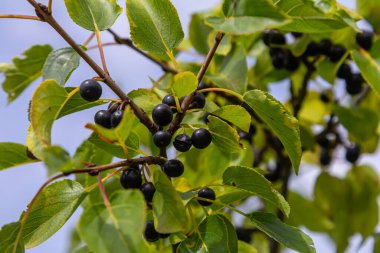 Ağustosta çalılıklarda yetişen parlak dikenli meyveler veya meyveler.