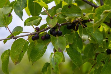 Ağustosta çalılıklarda yetişen parlak dikenli meyveler veya meyveler.