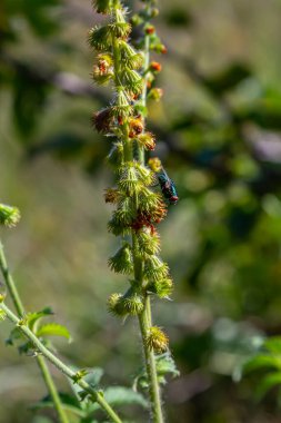 Yaygın tarım tohumları, Latince adı Agrimonia Eupatoria.