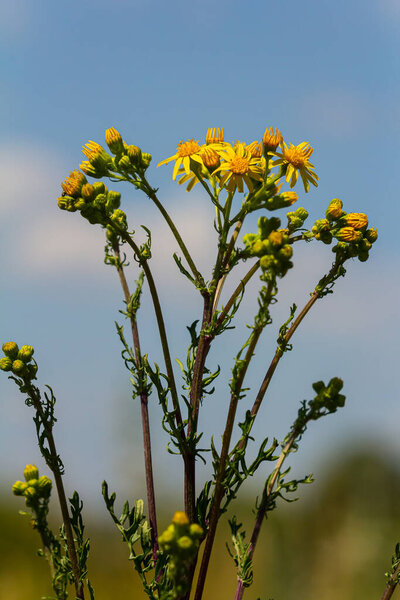 Wild plant Jacobaea vulgaris in the forest meadow. Known as ragwort, stinking Willie or tansy ragwort. Yellow delicate flower on a green background.