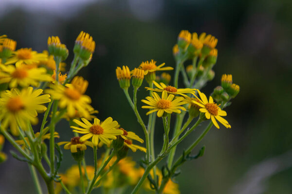 Wild plant Jacobaea vulgaris in the forest meadow. Known as ragwort, stinking Willie or tansy ragwort. Yellow delicate flower on a green background.