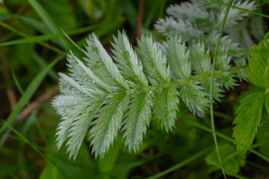 Dew-covered Silverweed leaves stand out in a lush green meadow illustrating the beauty of Potentilla anserina in the morning light surrounded by vibrant vegetation.